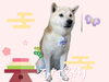 「Dog salon mofu mofu　余市町」