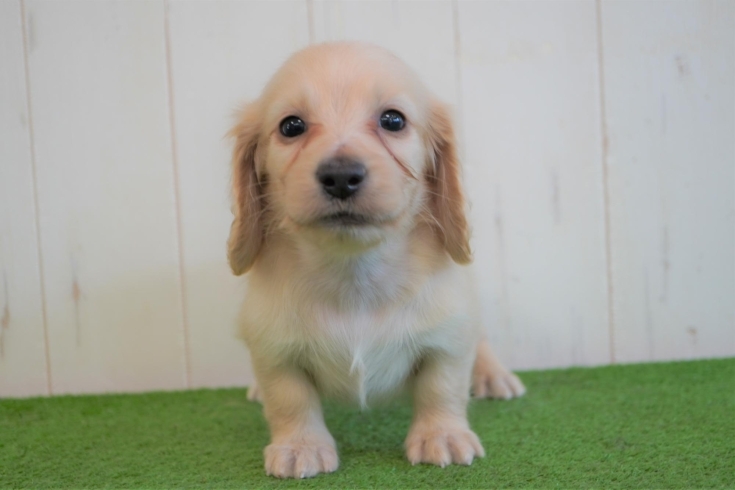 「ミニチュアダックス子犬情報」