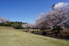 今年も楽しみ！※現在は桜の木が少し減っています「土地や家をお探しの方はぜひ「常磐の杜」へお越しください！」