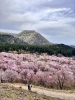 遊歩道から眺める「北塩原村・桜峠へ　3000本の大山桜と風に舞う桜吹雪」