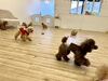 わーい「ましゅまろ幼稚園🐾」