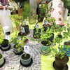 ミニ盆栽「敬老ギフト取り揃えております。」