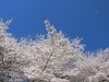 岐阜公園長良川堤の桜 鵜飼桜 ぎふこうえんながらがわていのさくら うかいざくら 岐阜のお花見特集 まいぷれ 岐阜