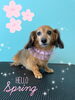 「可愛い子ちゃん♡Dog salon mofu mofu余市町」