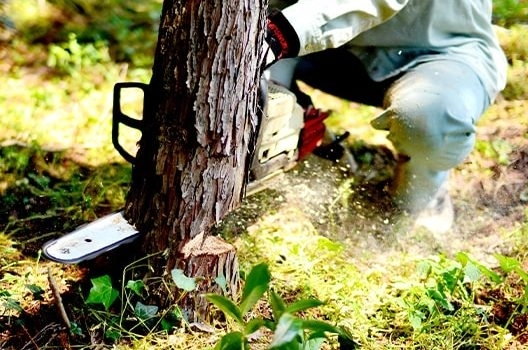 お得な便利屋・草刈り伐採「雑草を放置していると、おうち周りの景観を損ねるばかりか、害虫の発生や近隣からの苦情といったトラブルも起こりやすくなります。」