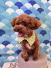 お誕生日のコタローくん️- ̗̀ 🎂  ̖́-「🐶🐾トリミングされたわんちゃん紹介🍀* ゚」