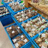 「春の『原木椎茸』入荷します！道の駅木曽福島」