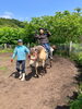 「七飯町「馬のいる寺子屋」で陶芸と馬のワークショップ開催｜手びねりで作る動物作品とふれあい体験」