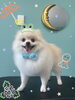 「可愛い子ちゃん♡ Dog salon mofu mofu 余市町」