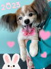 「お友達♡ Dog salin mofu mofu 余市町」