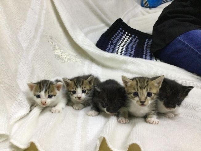 猫里親募集の続き No 4 内容変更 ともえ薬局のニュース まいぷれ 三次市 猫里親募集の続き No 4 内容変更 ともえ薬局のニュース まいぷれ 三次市