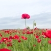 【2025年5月9日（金）撮影】ポピー畑・麦なでしこ畑・バラ園の開花状況〈埼玉県鴻巣市〉