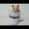 マグカップから出て来るハムスター！おもしろ可愛いハムスターOLD PYREX Old Town Blue cute 　＃33