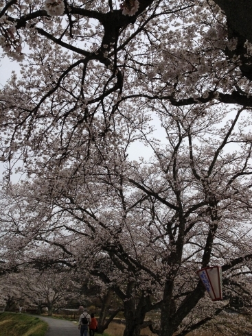 春っぽく桜「新年度が始まりました(^^)」