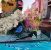 タツノオトシゴ&ヘンテコ生き物展「新春フェア2日目！【ショッピングプラザアスモの隣りにある外房エリア唯一の総合住宅展示場】」