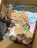 「新しい仲間がやってきました🐈🐈」