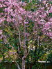 「日本庭園の枝垂れ桜が綺麗です！」