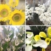 「【はなやホック皆生店】切り花入荷しています。」