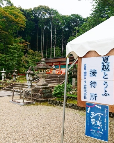 大原野神社で接待しております「夏越豆腐、振る舞ってま～す✨《西京区 大原野 夏越の大祓 茅の輪 大原野神社》」