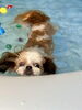 わたし泳ぐの上手でしょ　byくー「ましゅまろプールDAY 🐠」