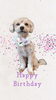 「Dog salon mofu mofu　余市町」