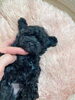 「お迎え&予約状況　(*^-^*)」
