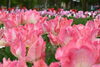 チューリップ　品種改良が進み様々な花を楽しむ事が出来る。　新潟県の花「3月20日（金）は二十四節気4番目の「春分」です。」