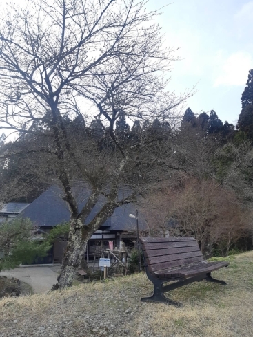 立派な桜です。「鮭川村の庭月観音の桜状況🌸」