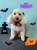 「お友達♡ Dog salon mofu mofu 余市町」