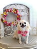 しらこちゃん「わんこと秋桜　🐾」