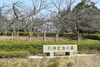 「引揚記念公園の桜予告」