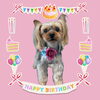「Dog salon mofu mofu　余市町」