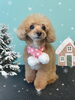 「お友達♡ Dog salon mofu mofu 余市町」