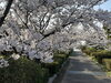 「湊山公園へ花見に行きました。徒歩で往復120分」