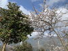 桜「舞鶴引揚記念公園　桜情報！」