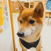 「今日のお友達」