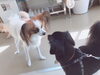 「新潟市中央区★犬の保育園♪犬の社会化わんちゃんのしつけHappyTail」