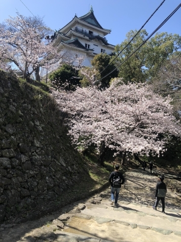 至る所に桜スポットが。どれも美しかったです♪「和歌山城の桜見ごろです♪」