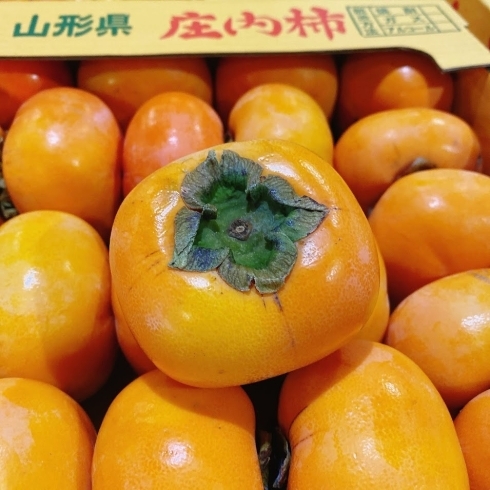 「今年も「庄内柿」の季節がキタよー！！ 山形県産　庄内柿(たねなし柿)」