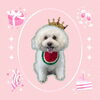 「Dog salon mofu mofu　余市町」