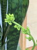 このまま花は咲くのでしょうか…？正直自分は初めて見ます。どんな花が咲くのか楽しみです。「観葉植物の「サンスベリア」の花って見たことありますか？～ちょっと珍しい「幸運のサイン」？～」