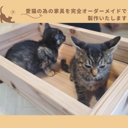 「職人気質の猫の家【川口のリフォーム会社】」