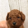 プードル子犬「トイプードル子犬」