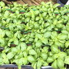 山野草、食虫植物、ホワイトセージなど入荷しております。 | casa