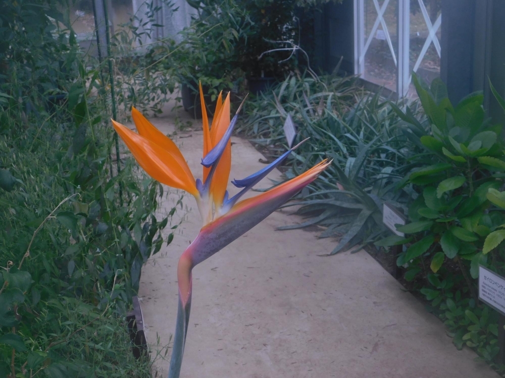 初冬の薬用植物園散策 柚子 と 極楽鳥花 ゴクラクチョウカ をご紹介します 日本薬科大学からのお知らせ いなナビ 伊奈町 初冬の薬用植物園散策 柚子 と 極楽鳥花 ゴクラクチョウカ をご紹介します 日本薬科大学からのお知らせ いなナビ 伊奈町