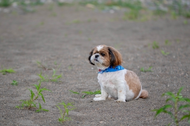 船橋市動物愛護指導センターで 人間と動物の共生を目指す人たちに出会えました 編集部のつぶやき 千葉 船橋 市川 習志野 まいぷれ 船橋市