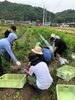 「じゃがいも掘りに行って来ました(^o^)」