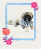 「Dog salon mofu mofu　余市町」