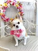 ななちゃん「秋桜とわんこ🐾」