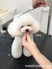 クレアちゃんカット中〜「秋のオプションキャンペーン　（＾ν＾）」